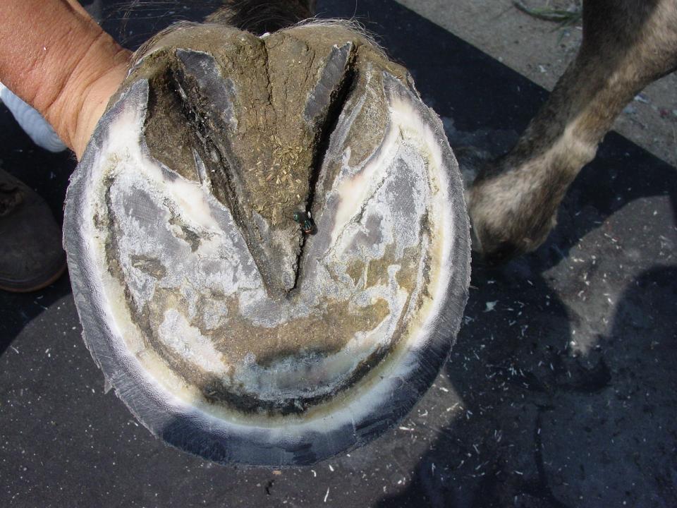 Hoof Care